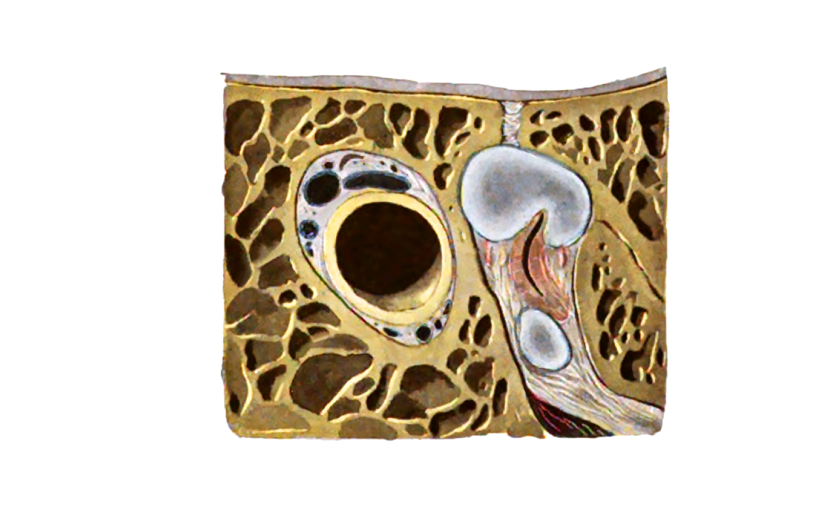 Sobotta 1909 fig.810 Cartilaginous portion of the left tuba auditiva